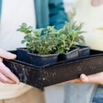 Basil Shortage